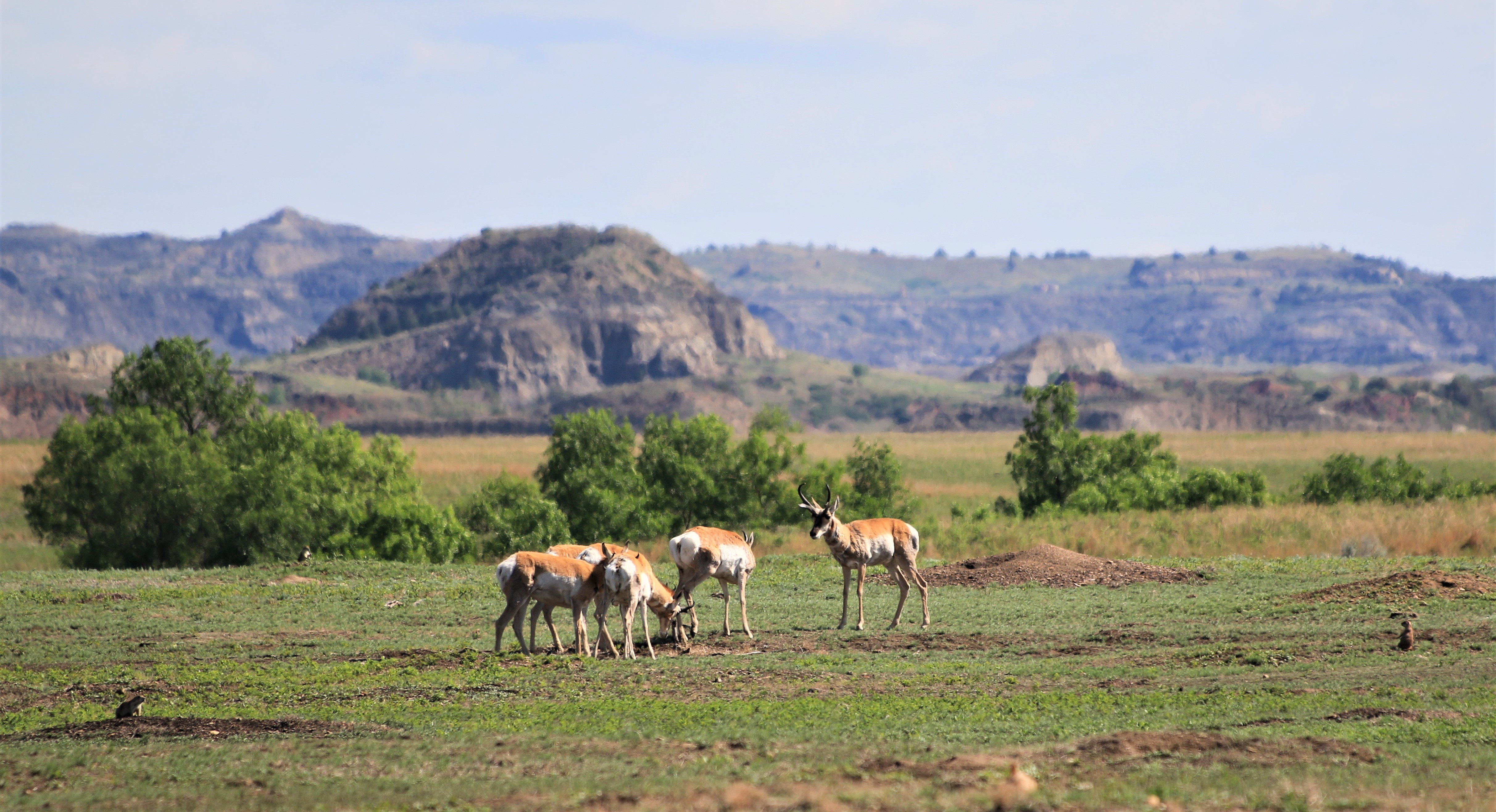 Theodore Roosevelt NP
